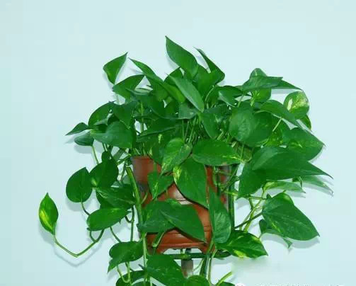 为什么我老是把花养死了,花养死了要丢掉吗