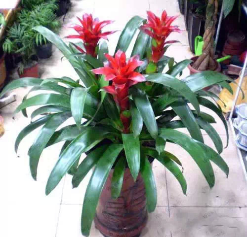 为什么我老是把花养死了,花养死了要丢掉吗