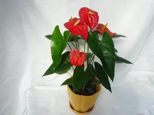 为什么我老是把花养死了,花养死了要丢掉吗