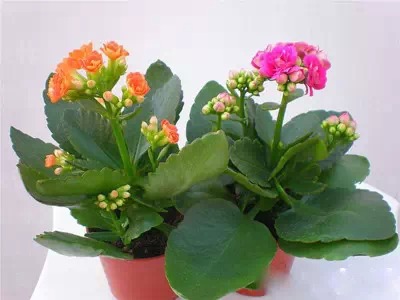 为什么我老是把花养死了,花养死了要丢掉吗