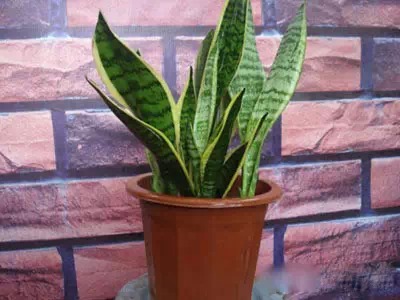 为什么我老是把花养死了,花养死了要丢掉吗