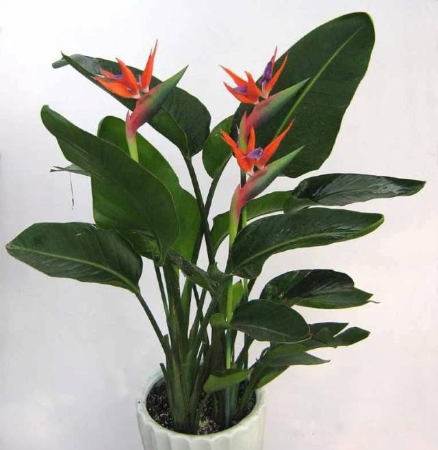 为什么我老是把花养死了,花养死了要丢掉吗