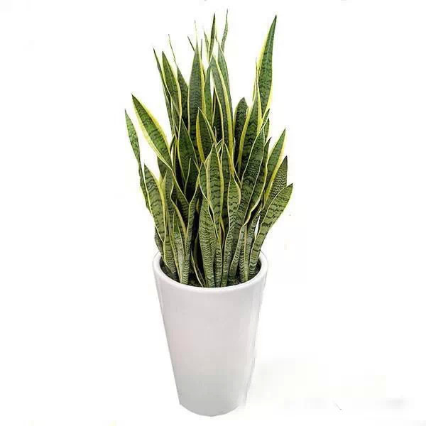 为什么我老是把花养死了,花养死了要丢掉吗