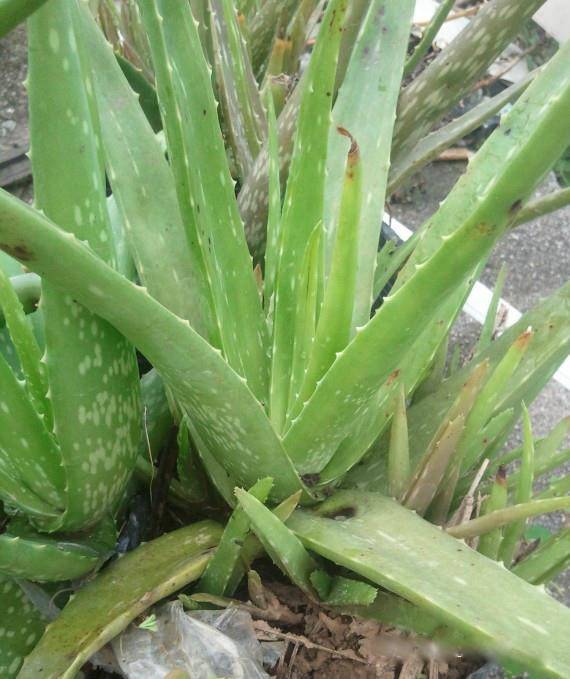 为什么我老是把花养死了,花养死了要丢掉吗