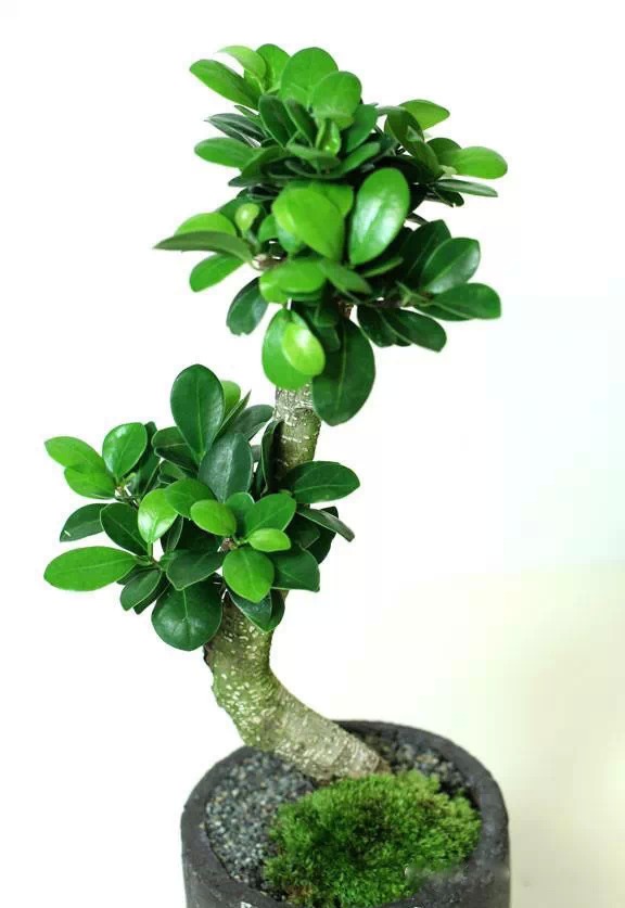 为什么我老是把花养死了,花养死了要丢掉吗