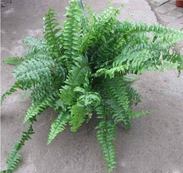 为什么我老是把花养死了,花养死了要丢掉吗