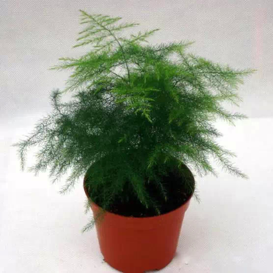 为什么我老是把花养死了,花养死了要丢掉吗