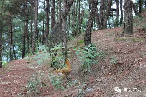 美食有一种情怀叫老味道,美食江湖情