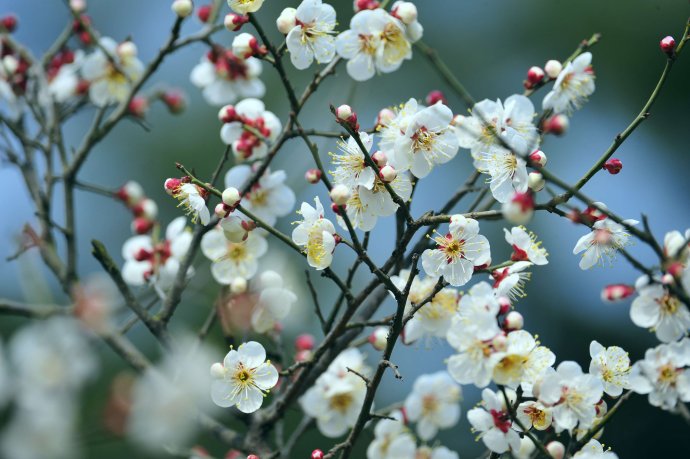 赏梅的正当时候,最是一年春光好踏春赏梅正当时