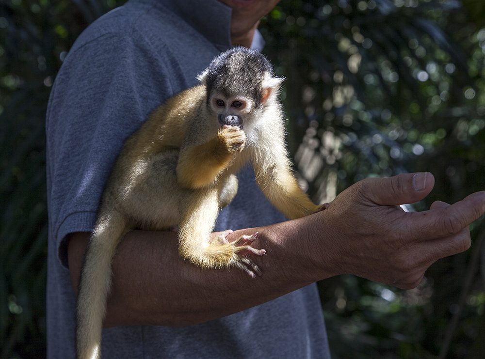 日本除了爱泡澡的温泉猴，还有这群爱翻女生包包的“扒手猴”