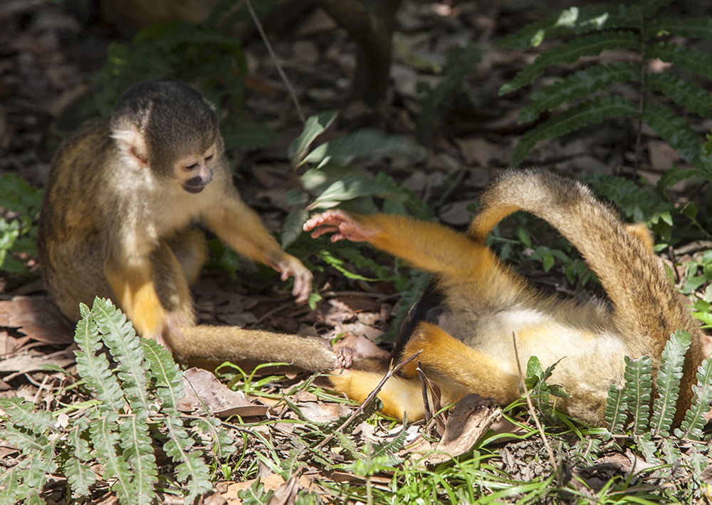 日本除了爱泡澡的温泉猴，还有这群爱翻女生包包的“扒手猴”