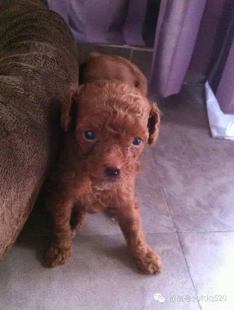 泰迪妈妈生了几个孩子,泰迪接生的过程