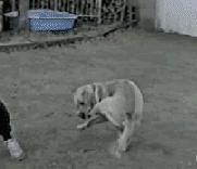 狗狗八字脚是怎么样的呢,狗狗八字脚