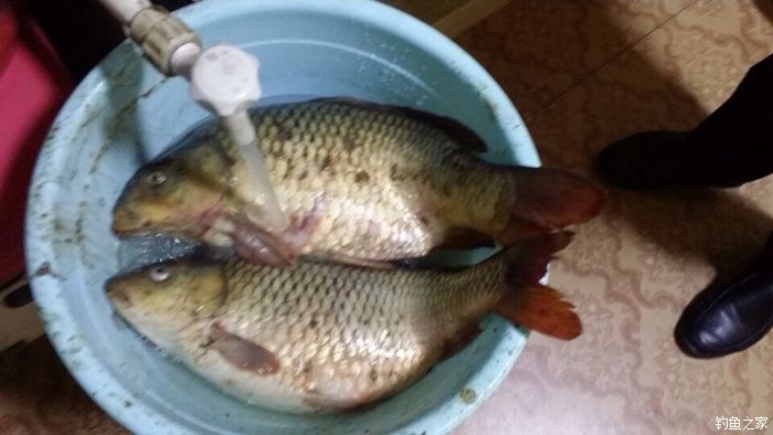 宁夏人钓鱼,黄河钓鱼的人多吗