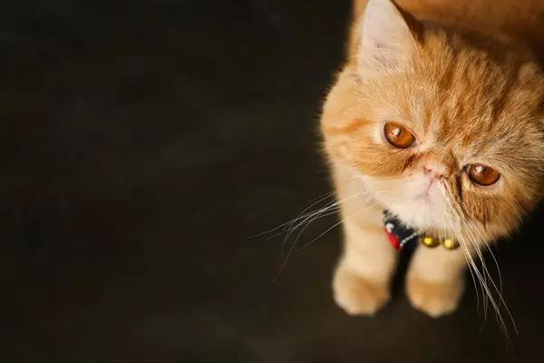 法芙娜巧克力适合做什么,法芙娜巧克力奶油的做法