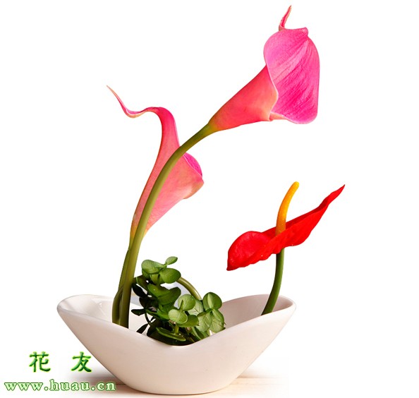 马蹄莲盆栽春季怎么养护,马蹄莲花盆景怎么种植