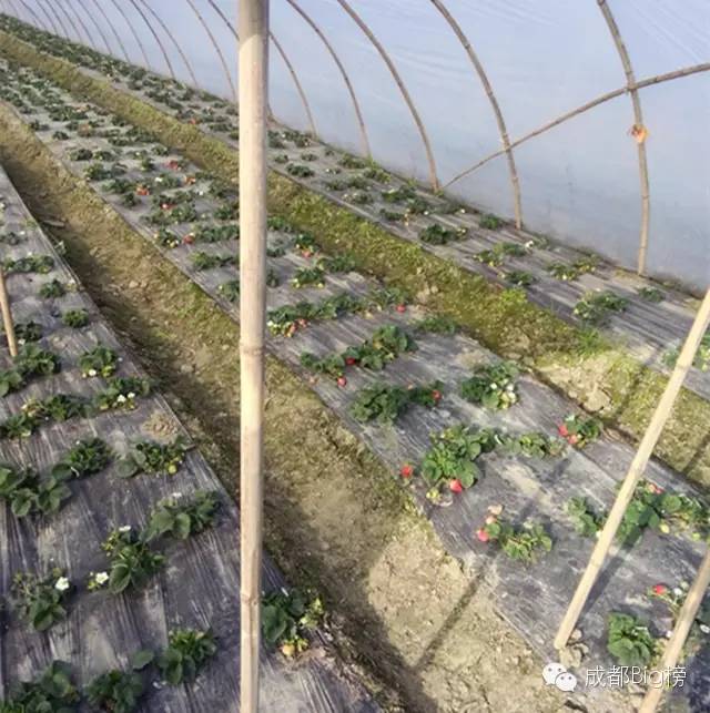 一个用味道留住你的草莓采摘园,52个新鲜草莓