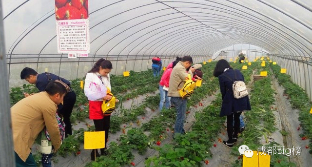 一个用味道留住你的草莓采摘园,52个新鲜草莓