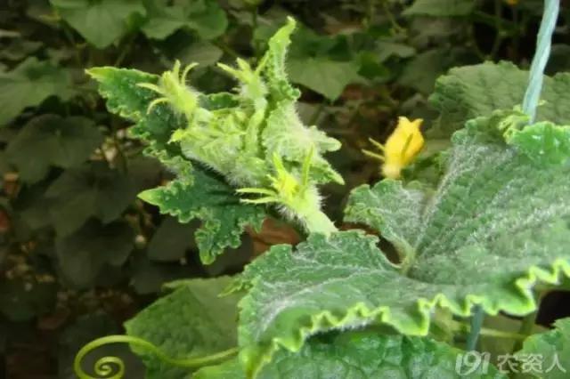 一篇读懂黄瓜的六种病害与防治方法