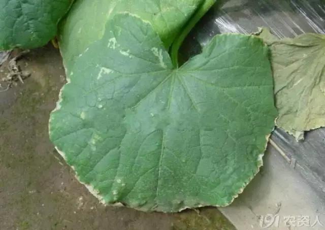 一篇读懂黄瓜的六种病害与防治方法