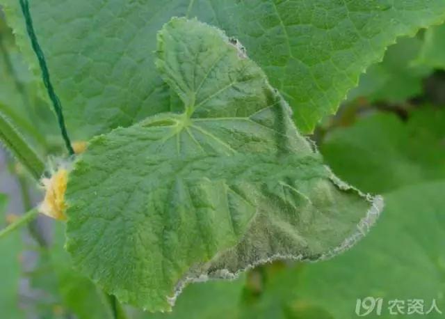 一篇读懂黄瓜的六种病害与防治方法
