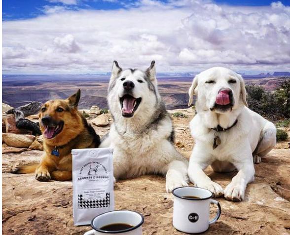 狗狗破坏东西如何教育,狗狗乱咬家具怎么办