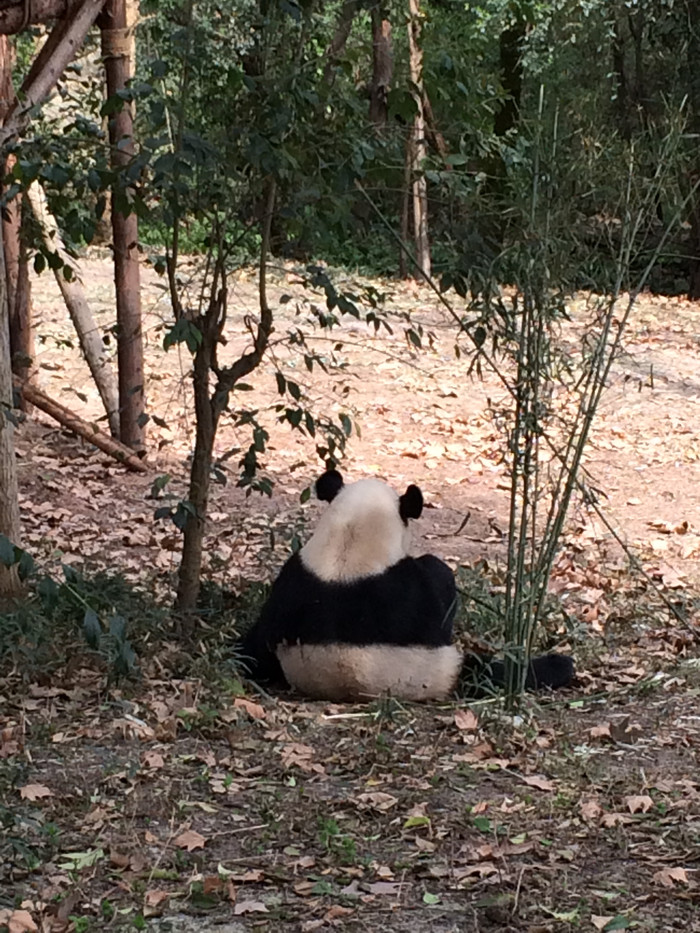 我们的故事缘定这里-四川