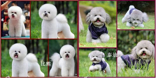 卓越犬舍名犬基地,名犬繁育基地犬舍