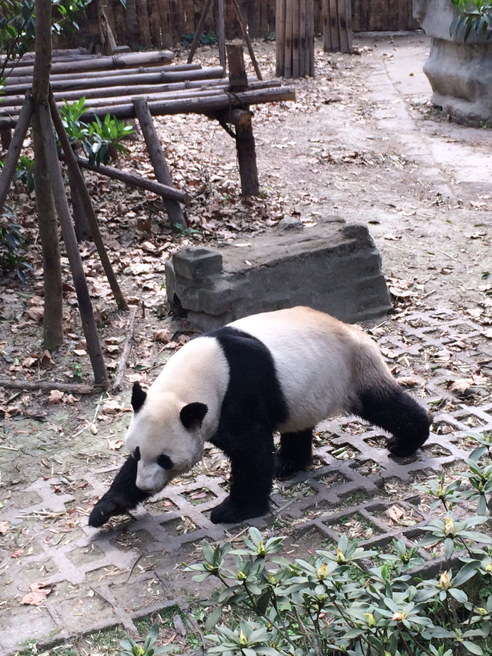 我们的故事缘定这里-四川