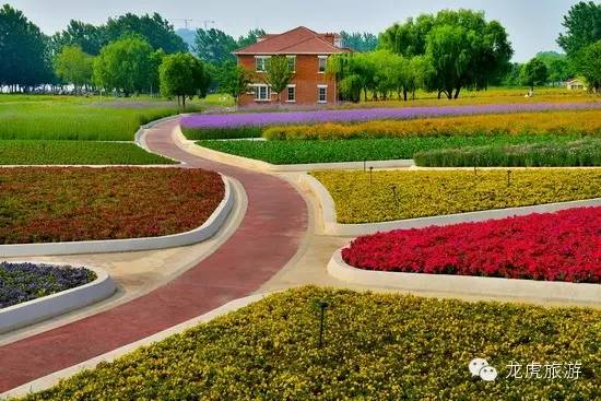 世界最美的郁金香花海,南京郁金香花海