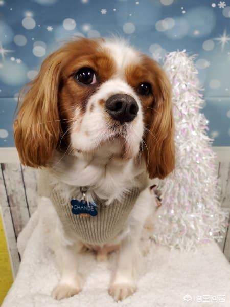 进口狗粮排行榜哪款值得推荐,现在国内的进口狗粮是真的假的