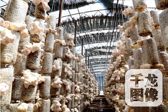 延庆永宁镇有哪里好玩,延庆永宁镇有什么特色