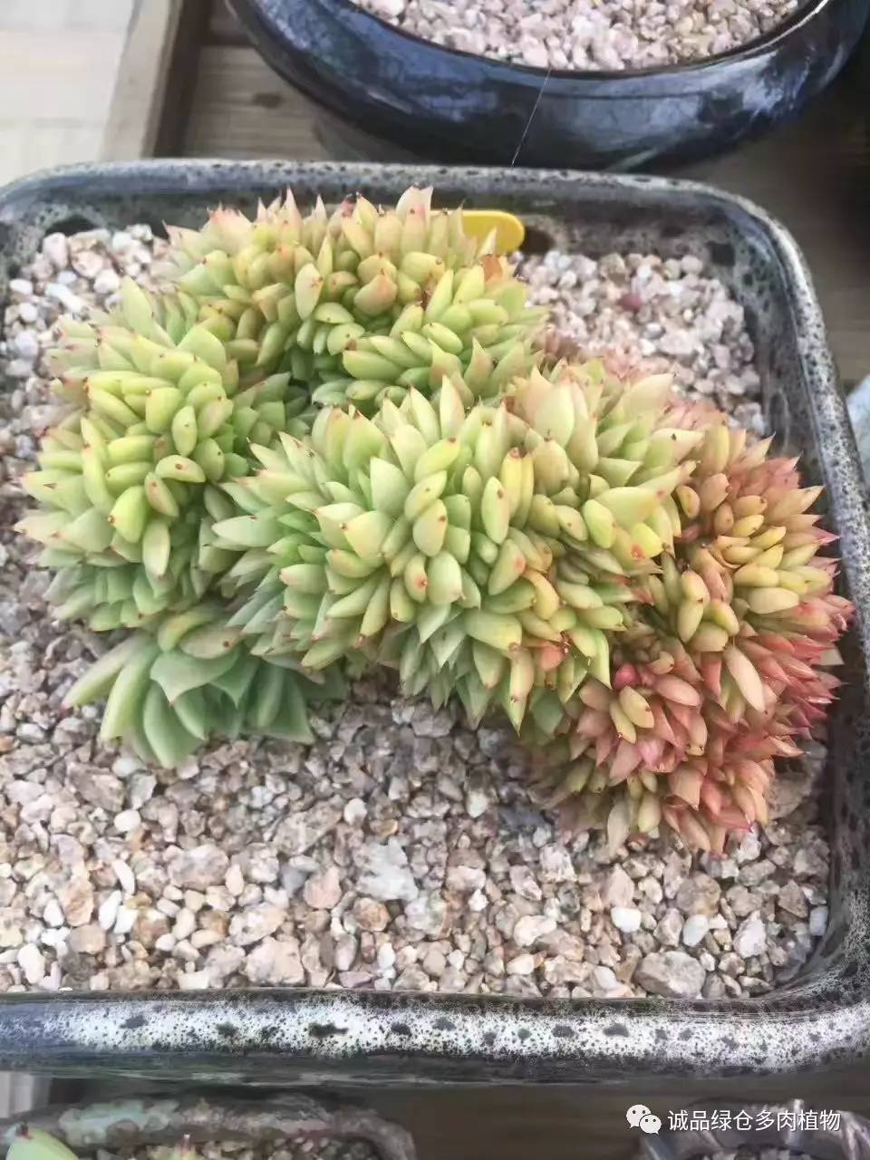 秀妍肉肉倒盆后的变化,多肉大棚展示图