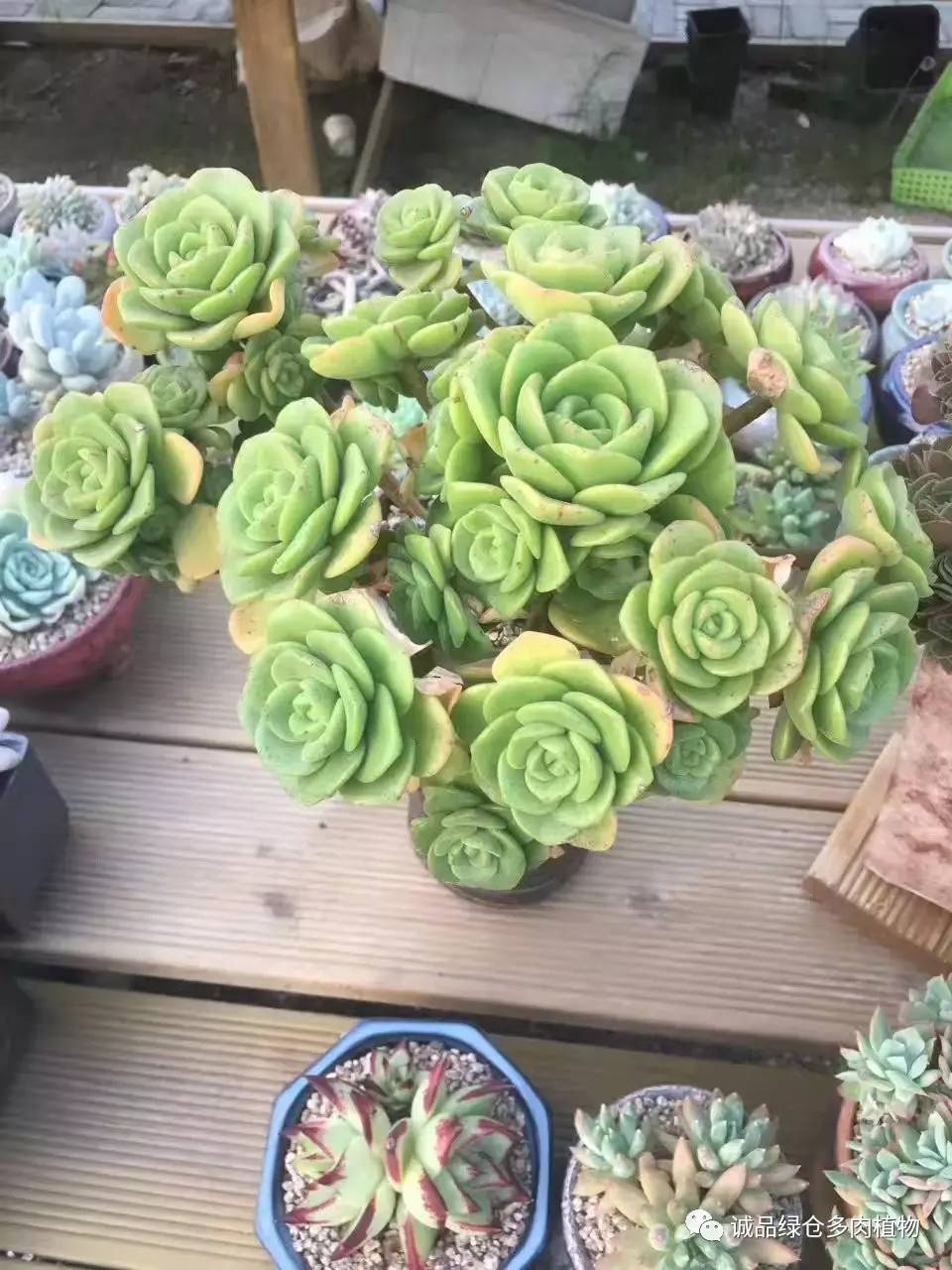 秀妍肉肉倒盆后的变化,多肉大棚展示图