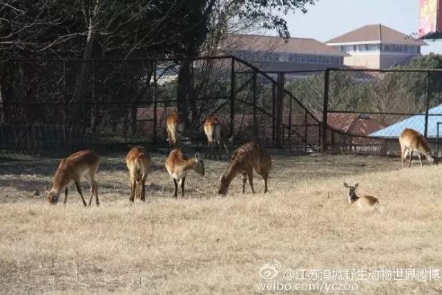 谁跟小羚羊去避暑绘本故事,儿童小羚羊故事