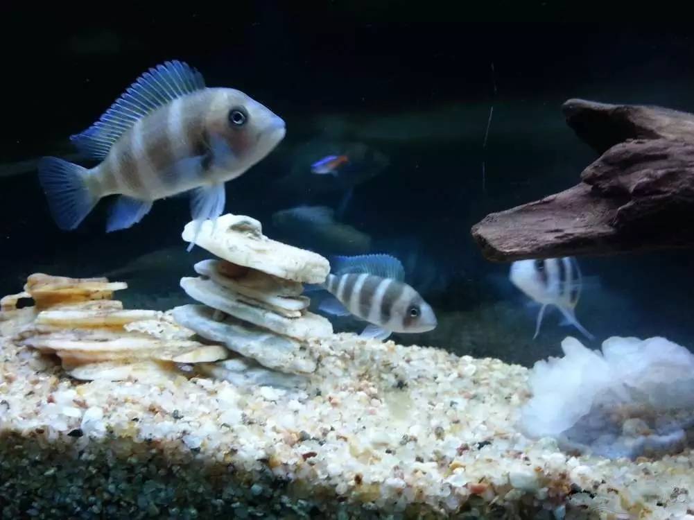 2米龙魟虎缸，23天开缸全记录