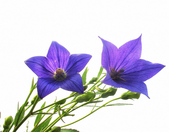 「百草园」那些“悬壶济世”的植物（十六）穿心莲