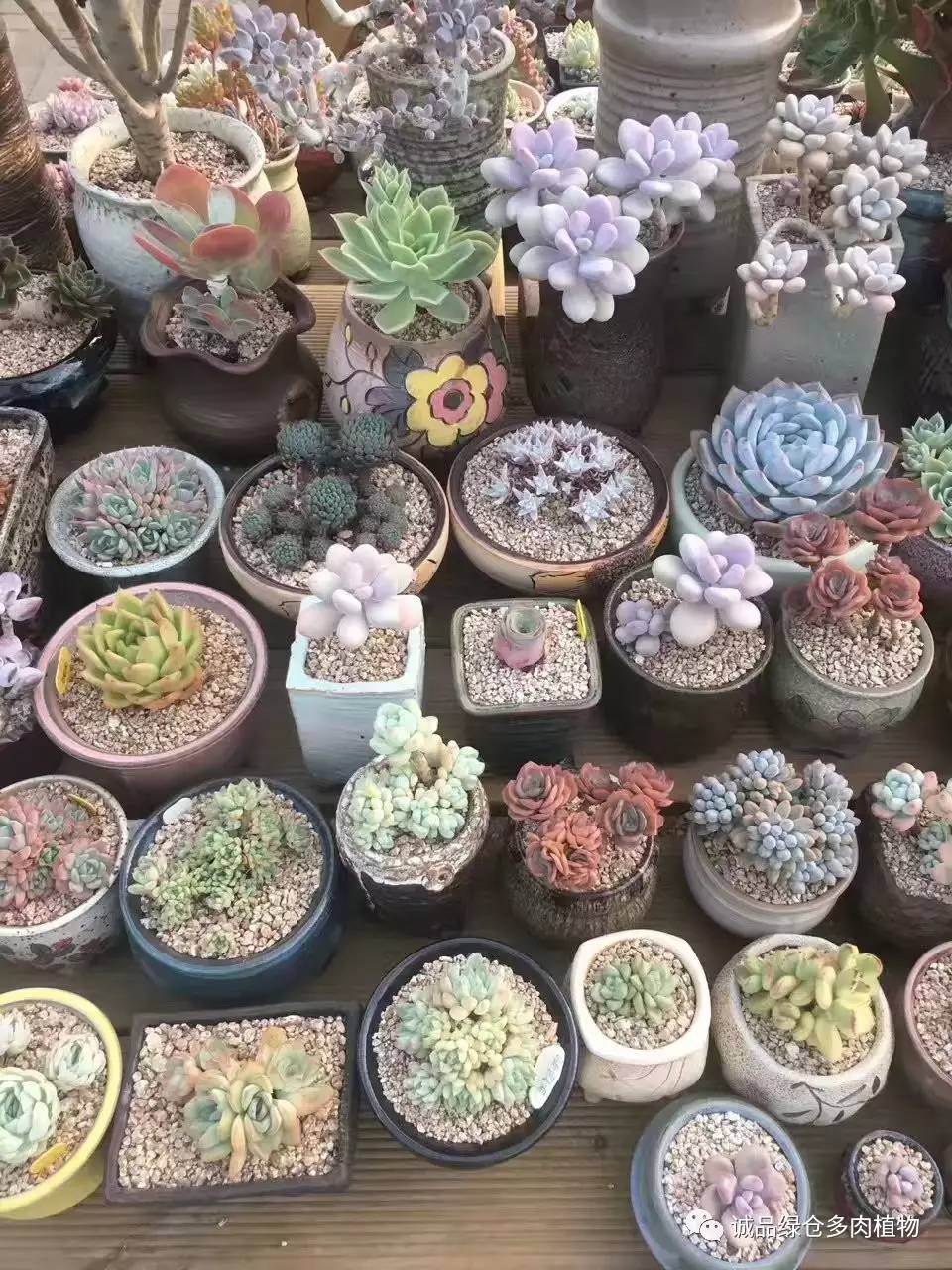 秀妍肉肉倒盆后的变化,多肉大棚展示图