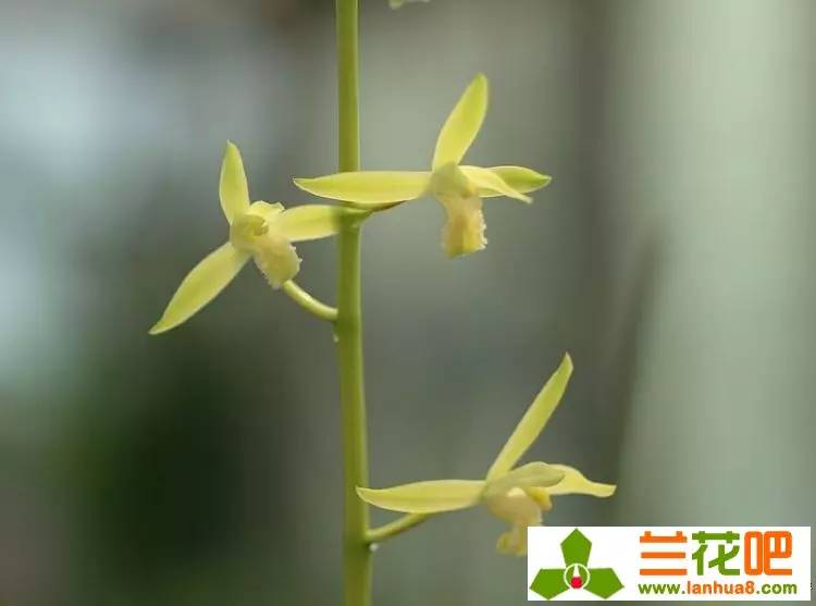 娴敓鎷炬収璇楅泦鍐呭澶у叏,娴敓鎷炬収鑼跺腑璁捐