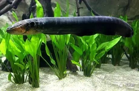 巨型电鳗鱼,电鳗鱼的视频