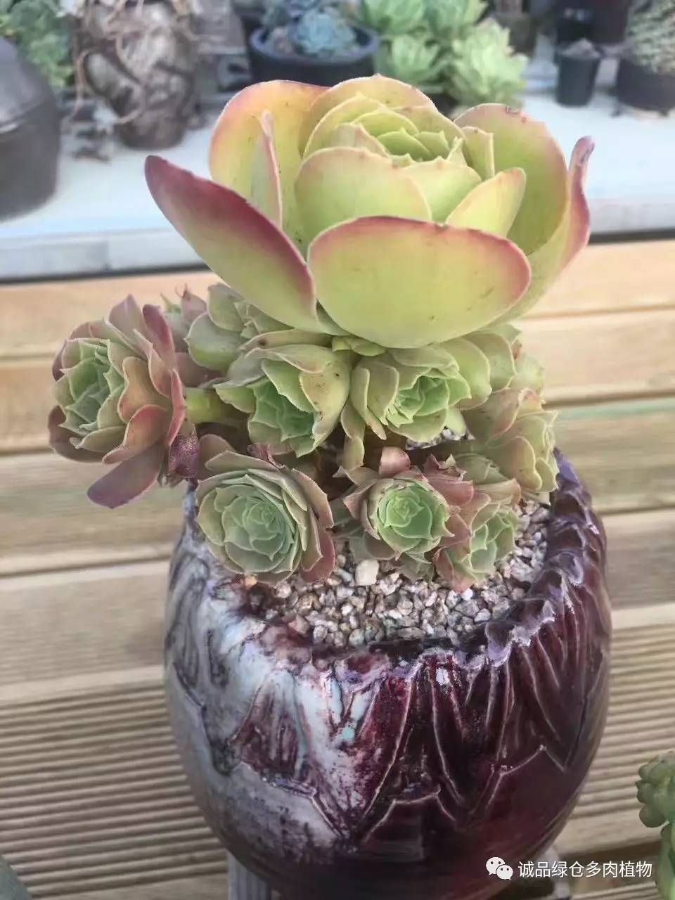 秀妍肉肉倒盆后的变化,多肉大棚展示图