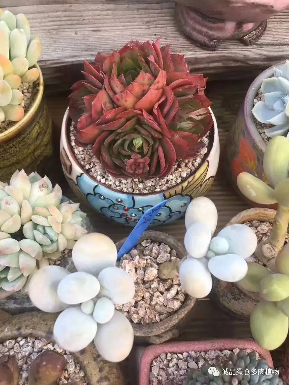 秀妍肉肉倒盆后的变化,多肉大棚展示图