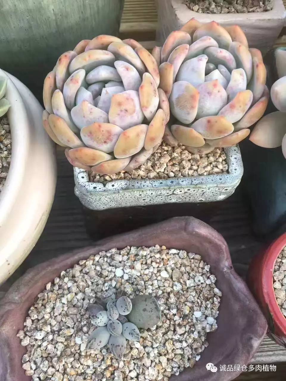 秀妍肉肉倒盆后的变化,多肉大棚展示图