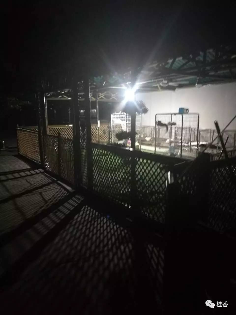 说说我养猫的事情,2个小时的养狗经历