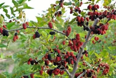笔架山有哪些野果,笔架山桑葚