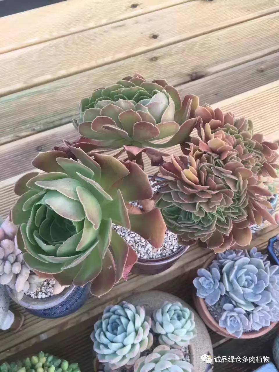 秀妍肉肉倒盆后的变化,多肉大棚展示图