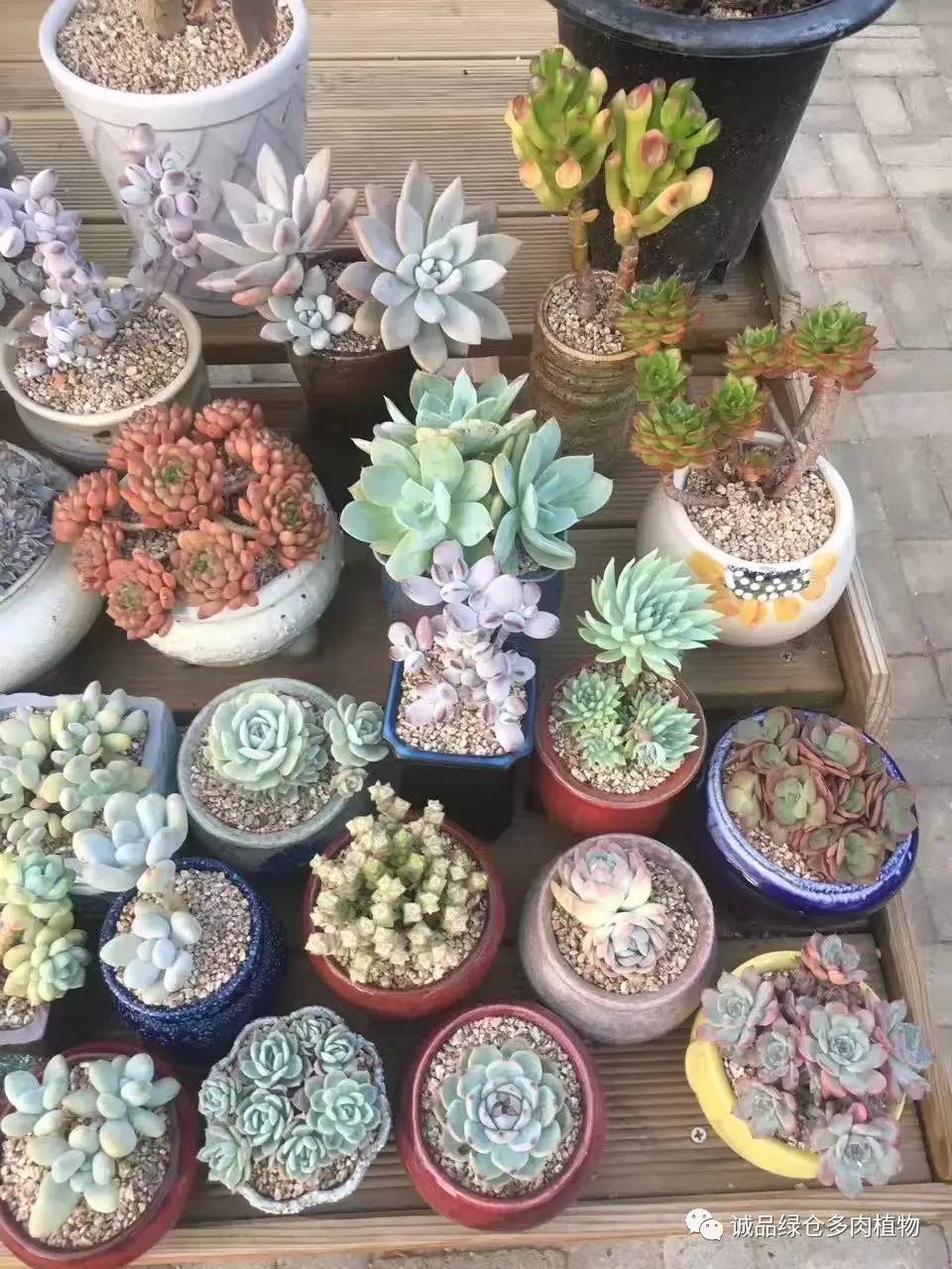 秀妍肉肉倒盆后的变化,多肉大棚展示图