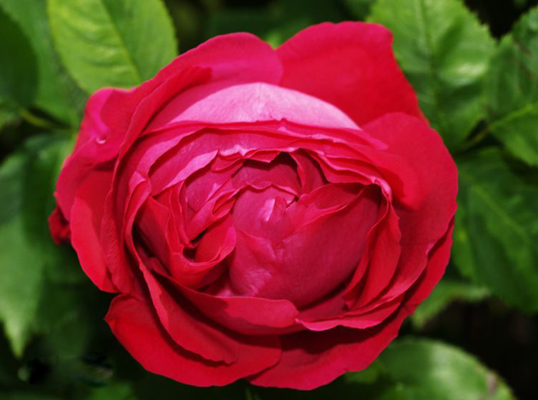 不仅是中国多个城市的市花~东胜的这个公园还以“它”的名字命名