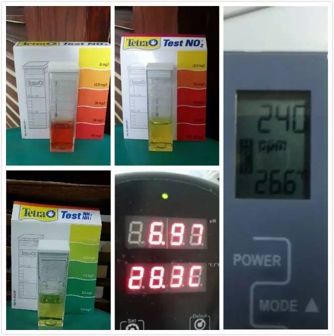 2米龙魟虎缸，23天开缸全记录