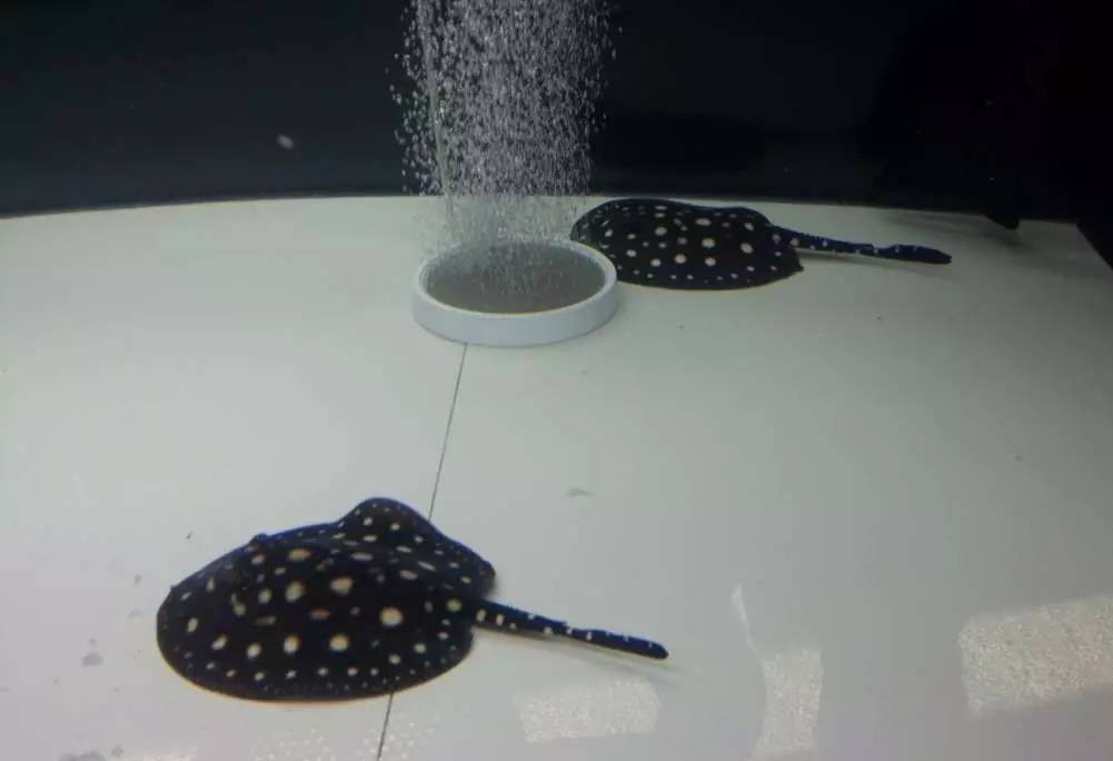 2米龙魟虎缸，23天开缸全记录